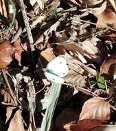 Image of Southern Small White