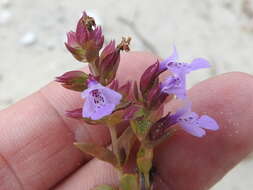 Image of angled sandmint