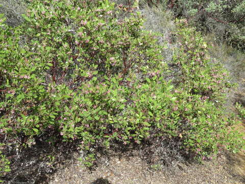 Image of Stanford's manzanita