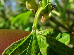 Image of Viburnum opulus var. opulus