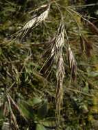 Image of Chionochloa ovata (Buchanan) Zotov