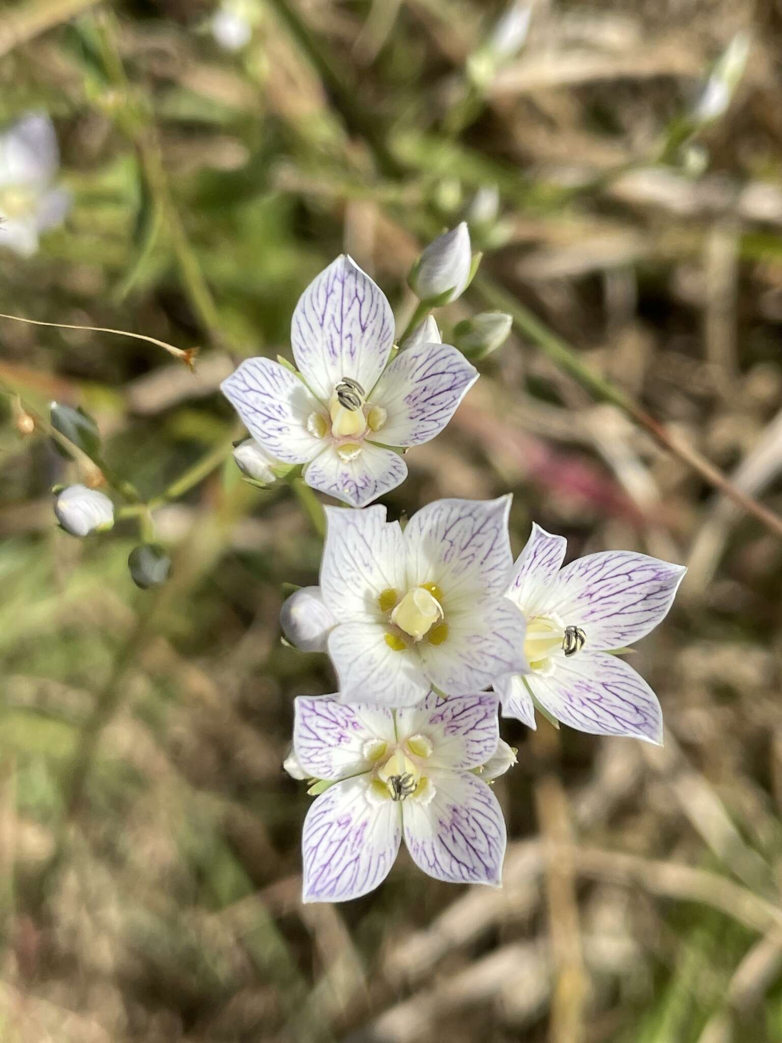 Image de Swertia densifolia (Griseb.) Kashyapa