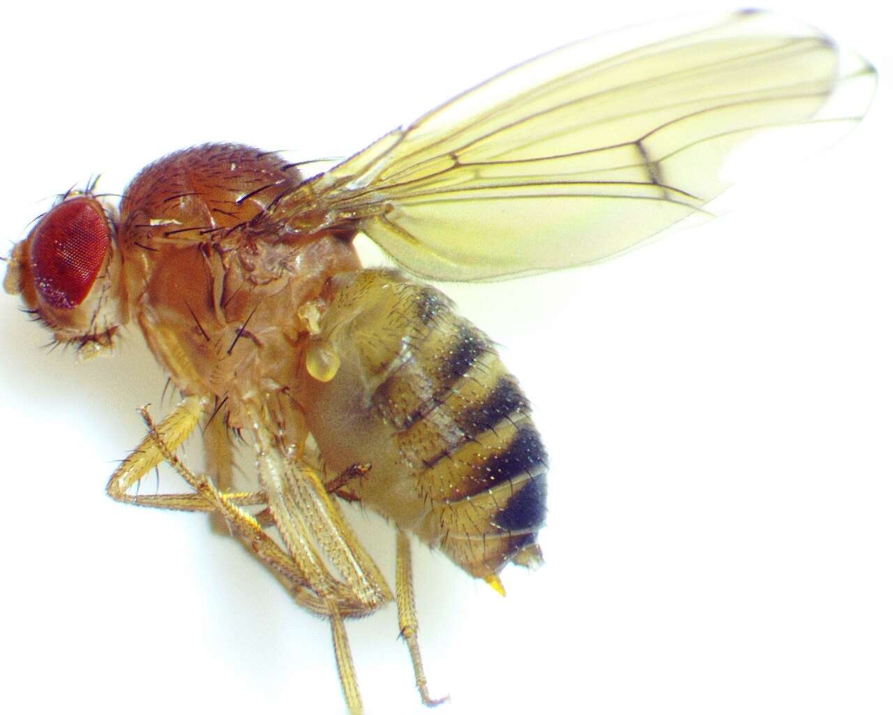 Imagem de Drosophila immigrans Sturtevant 1921