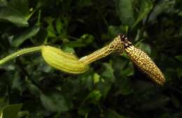 Plancia ëd Aristolochia pilosa Kunth