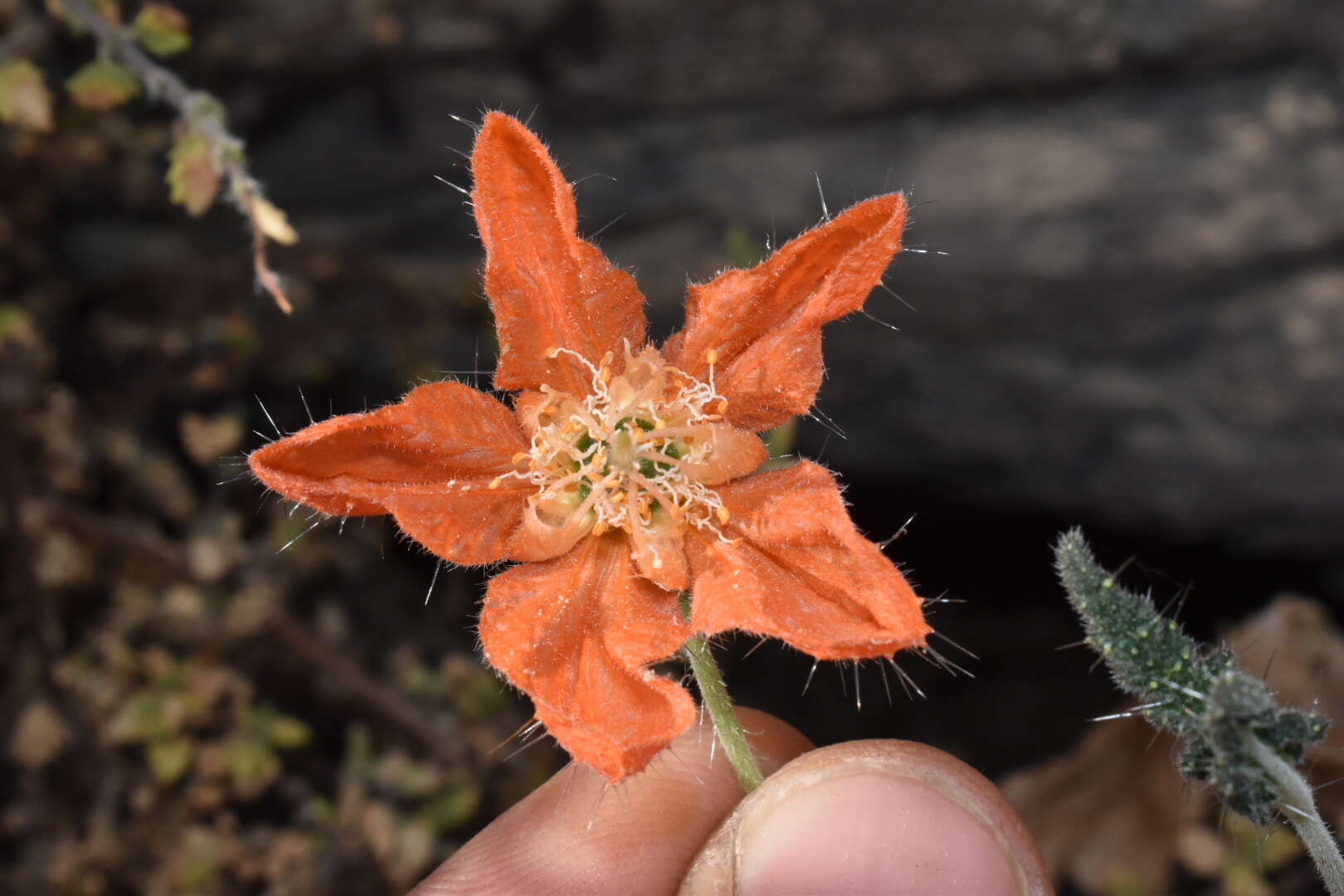 Image of Caiophora cirsiifolia C. Presl