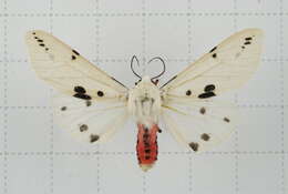 Image of Spilarctia subcarnea (Walker 1855)