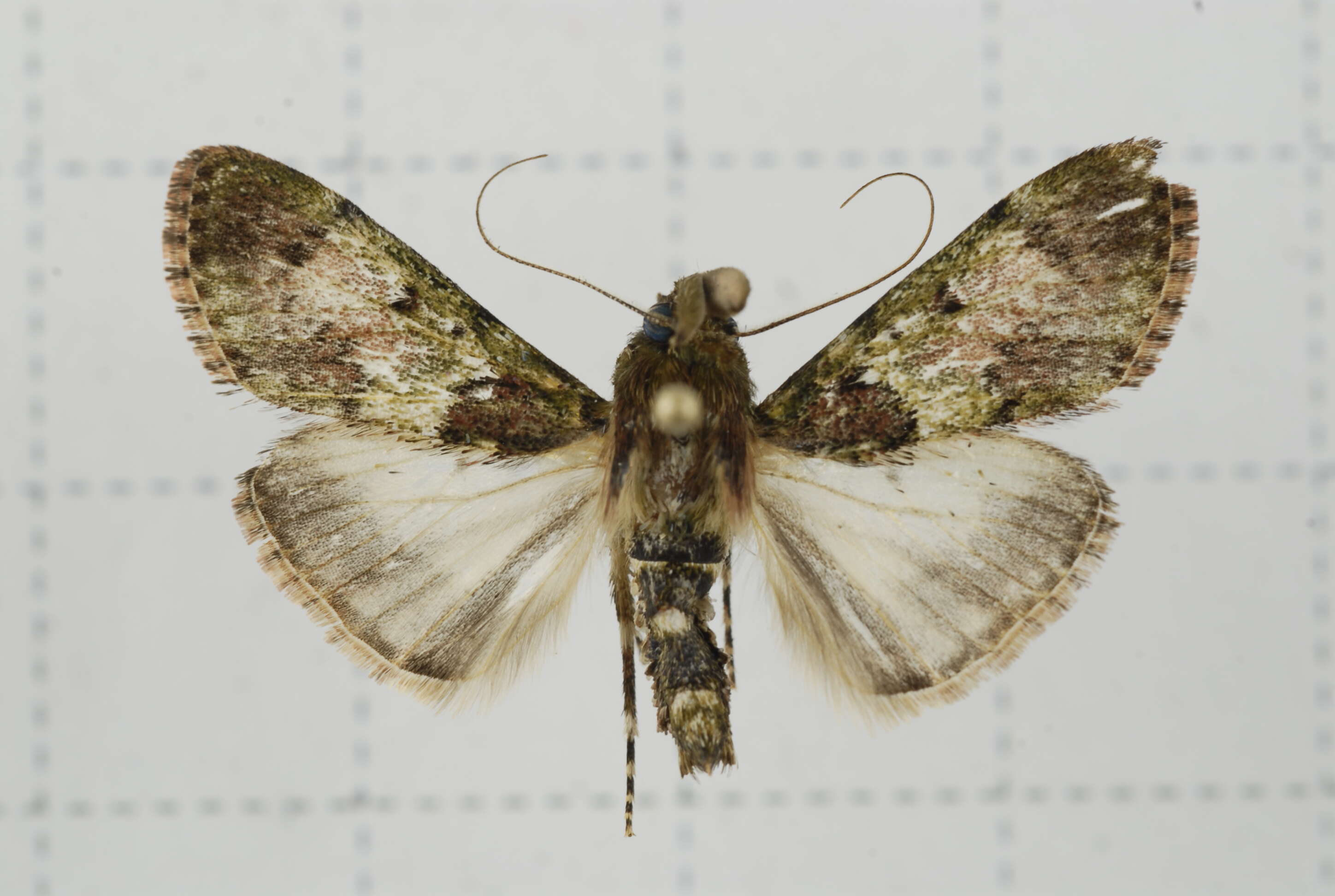 Image of Teliphasa nubilosa Moore