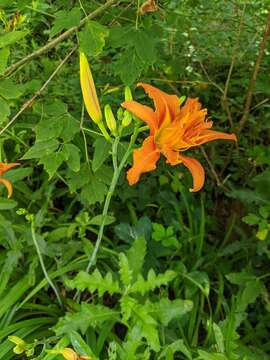 Image of Hemerocallis fulva var. fulva