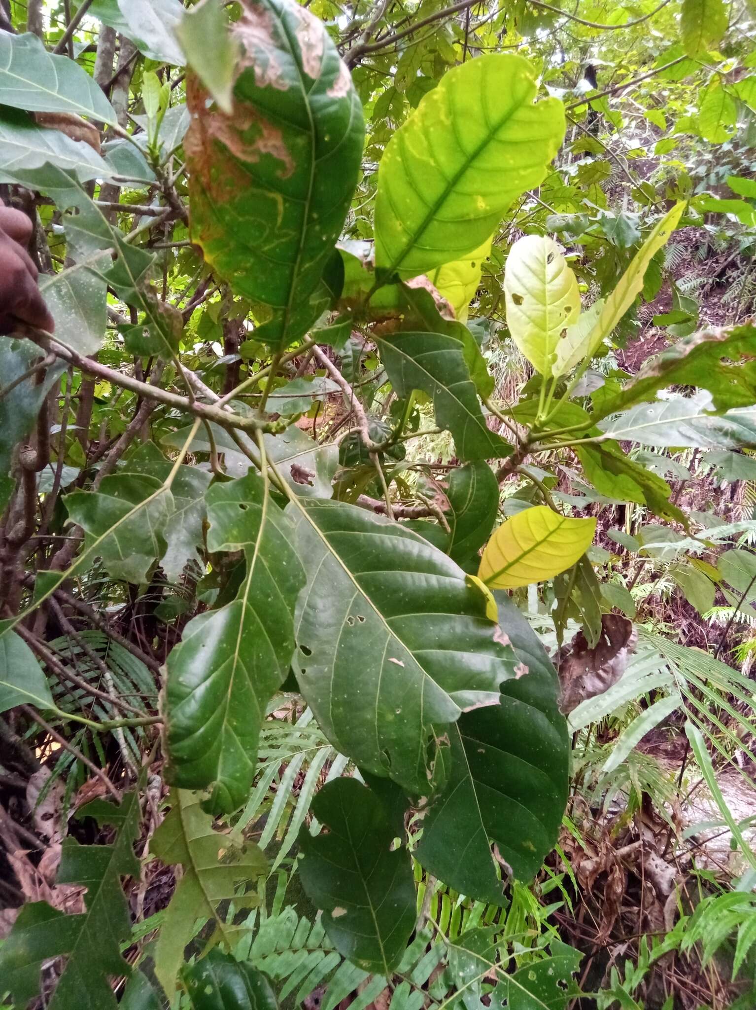 Image of Uapaca ambanjensis Leandri