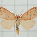 Image of Stigmatophora tridens Wileman 1910