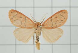 Image of Stigmatophora tridens Wileman 1910