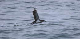 Image of Black-vented Shearwater