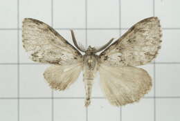 Image of Lymantria grisea Moore 1879