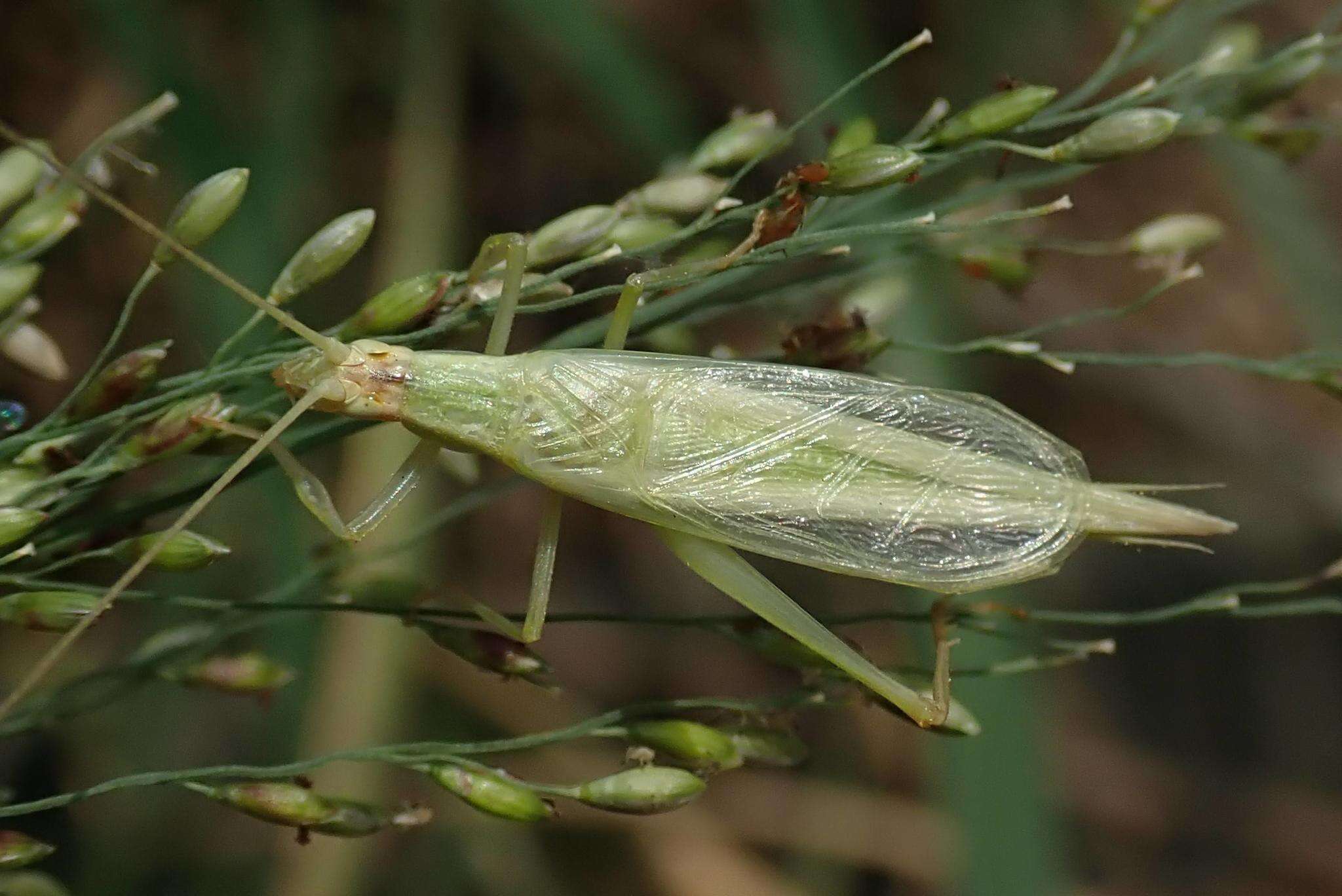 Image of Oecanthus euryelytra Ichikawa 2001