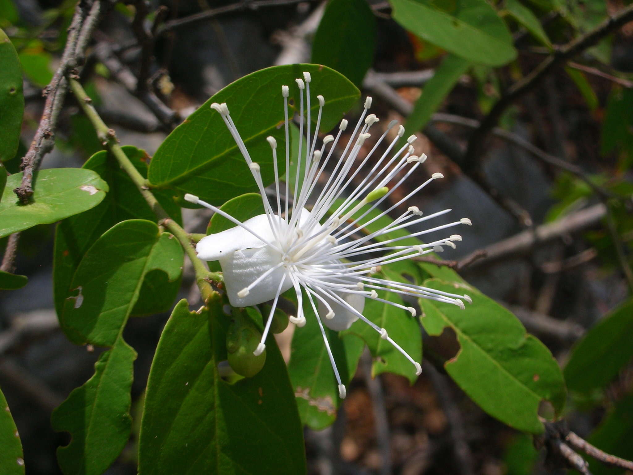 Image of Cynophalla verrucosa (Jacq.) J. Presl