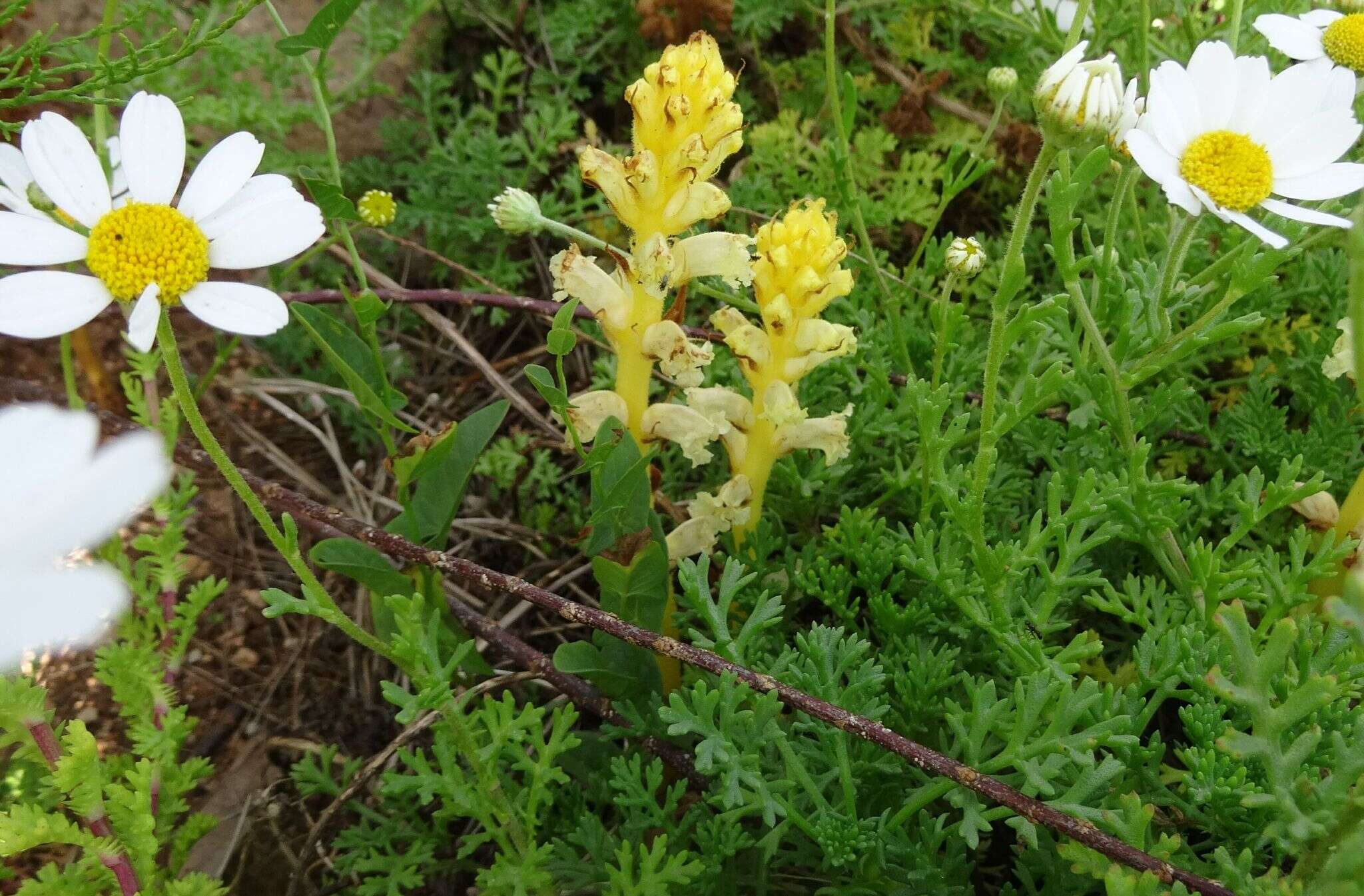 Image of Orobanche iammonensis A. Pujadas & P. Fraga