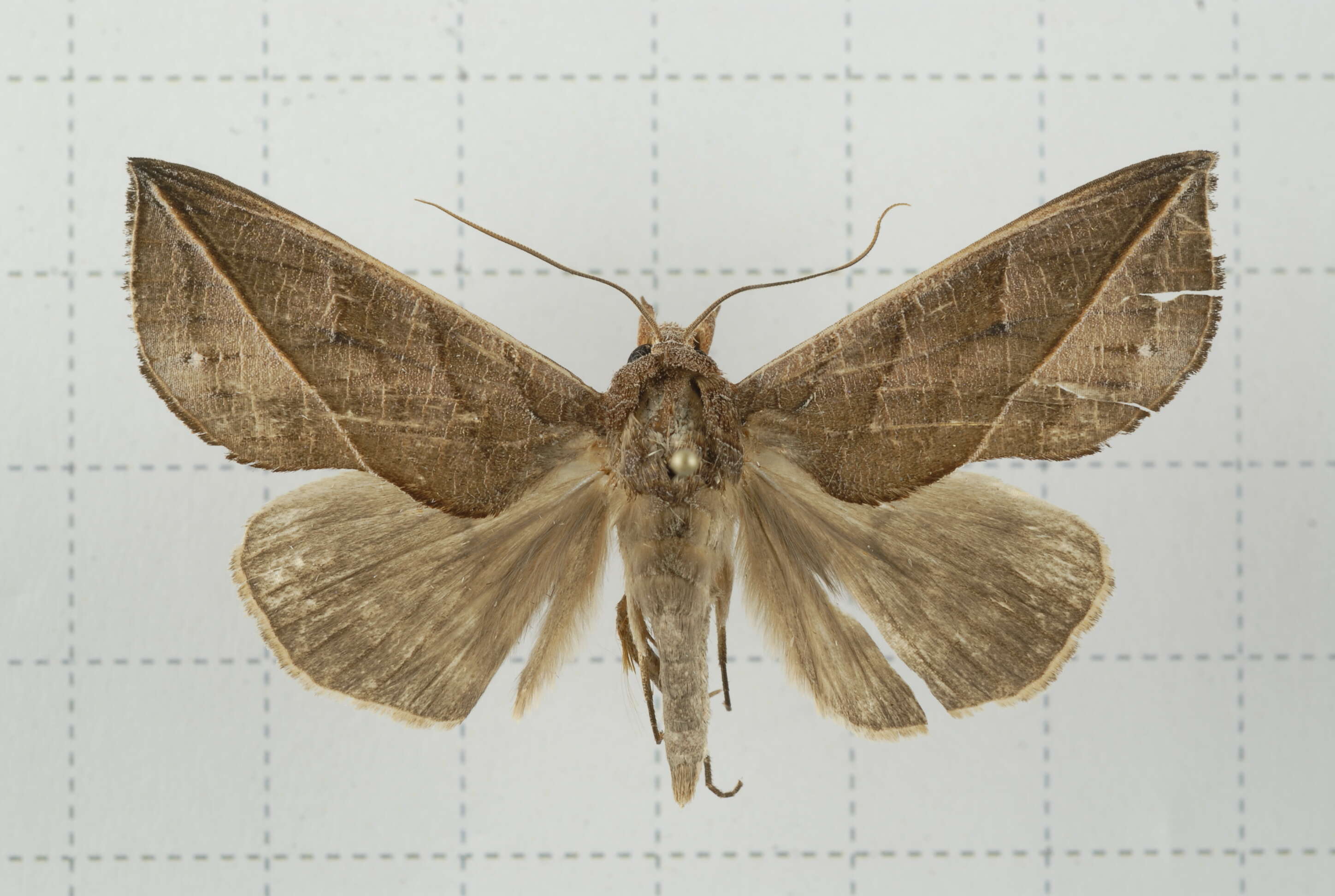 Image of Calyptra orthograpta Butler 1886