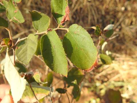 Image of Asegaai wood