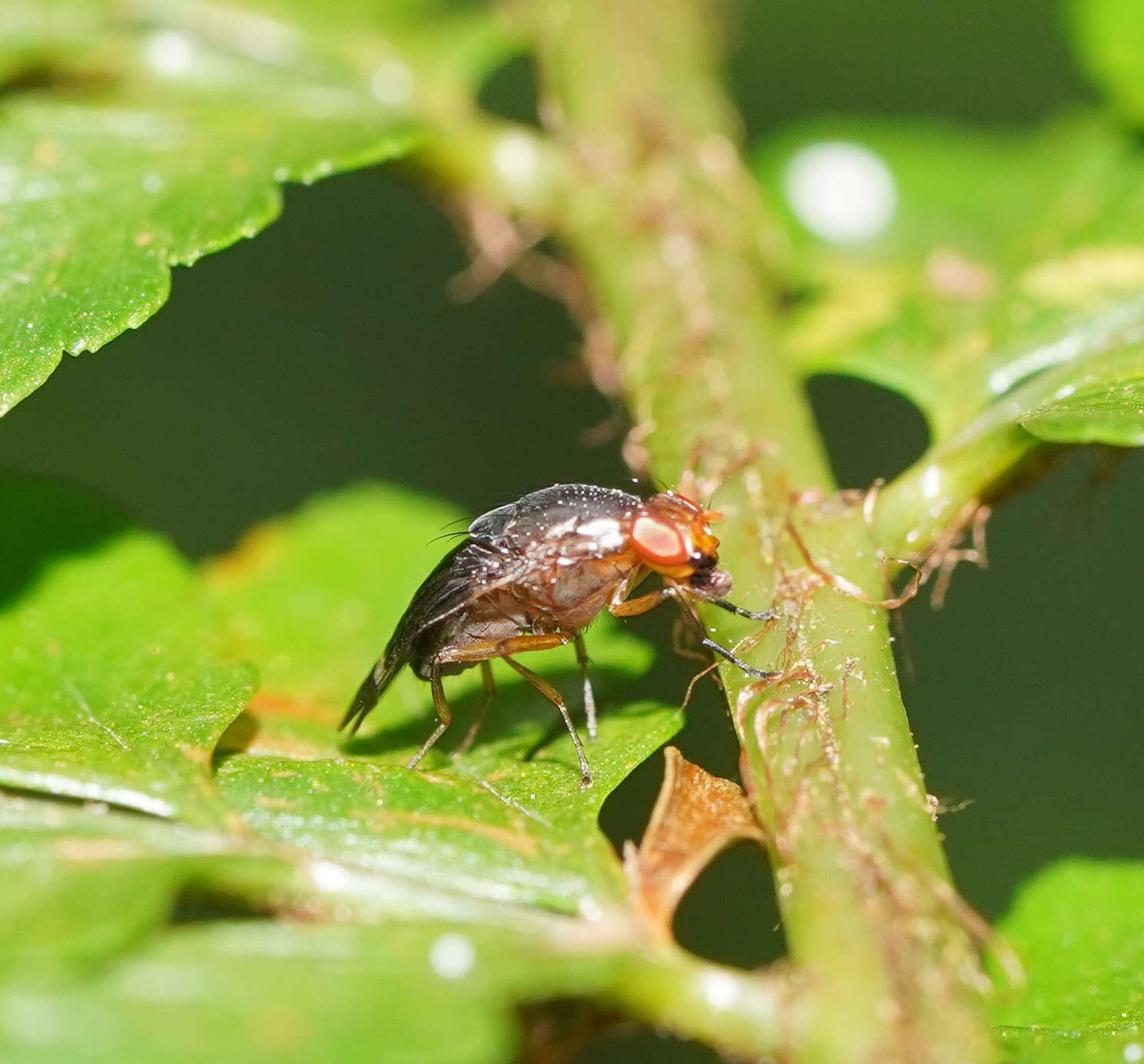 Image of Depressa striatipennis Malloch 1927