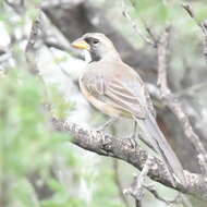 Image of Many-colored Chaco Finch