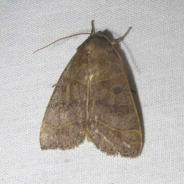 Image of Even-lined Sallow