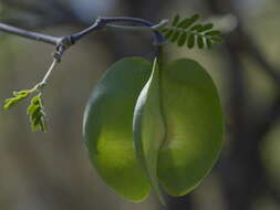 Sivun Gonopterodendron bonariense (Griseb.) Godoy-Bürki kuva