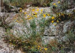 Plancia ëd Coronilla juncea L.