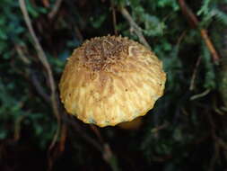 Image of Inocybe lutea Kobayasi & Hongo 1952