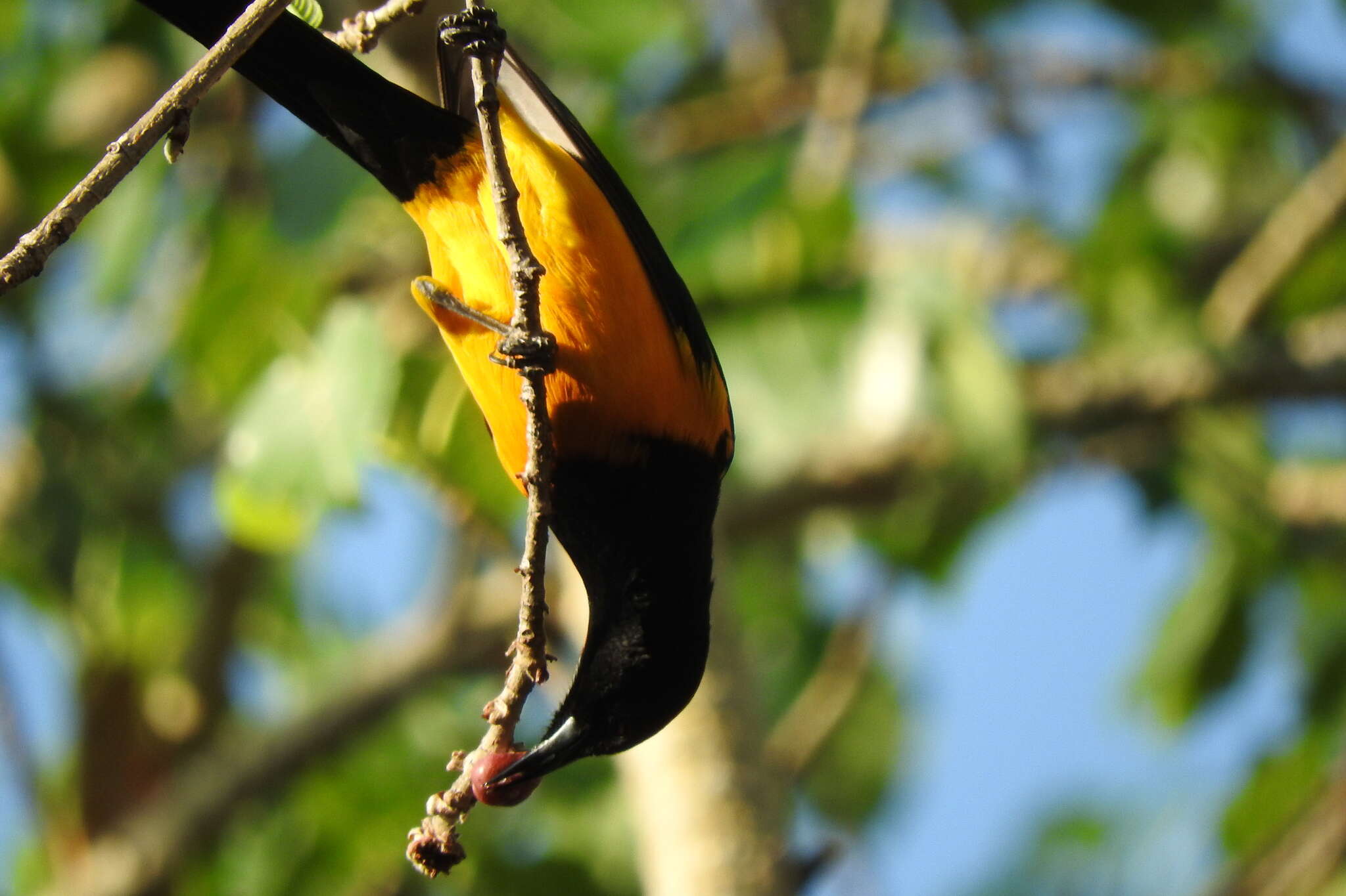 Image of Black-vented Oriole