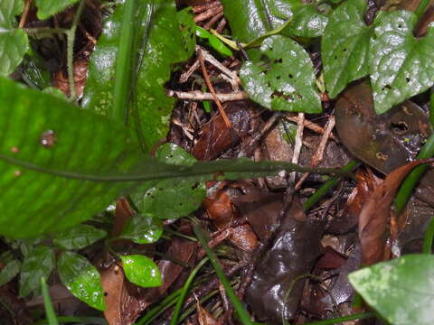 Image of Leptochilus wrightii (Hook.) X. C. Zhang