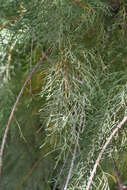 Plancia ëd Tamarix nilotica (Ehrenb.) Bunge