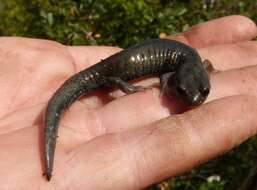 Image of Black Salamander