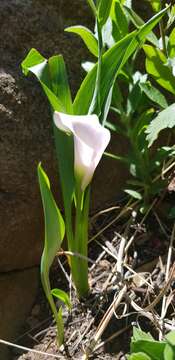 Image of pink arum lily