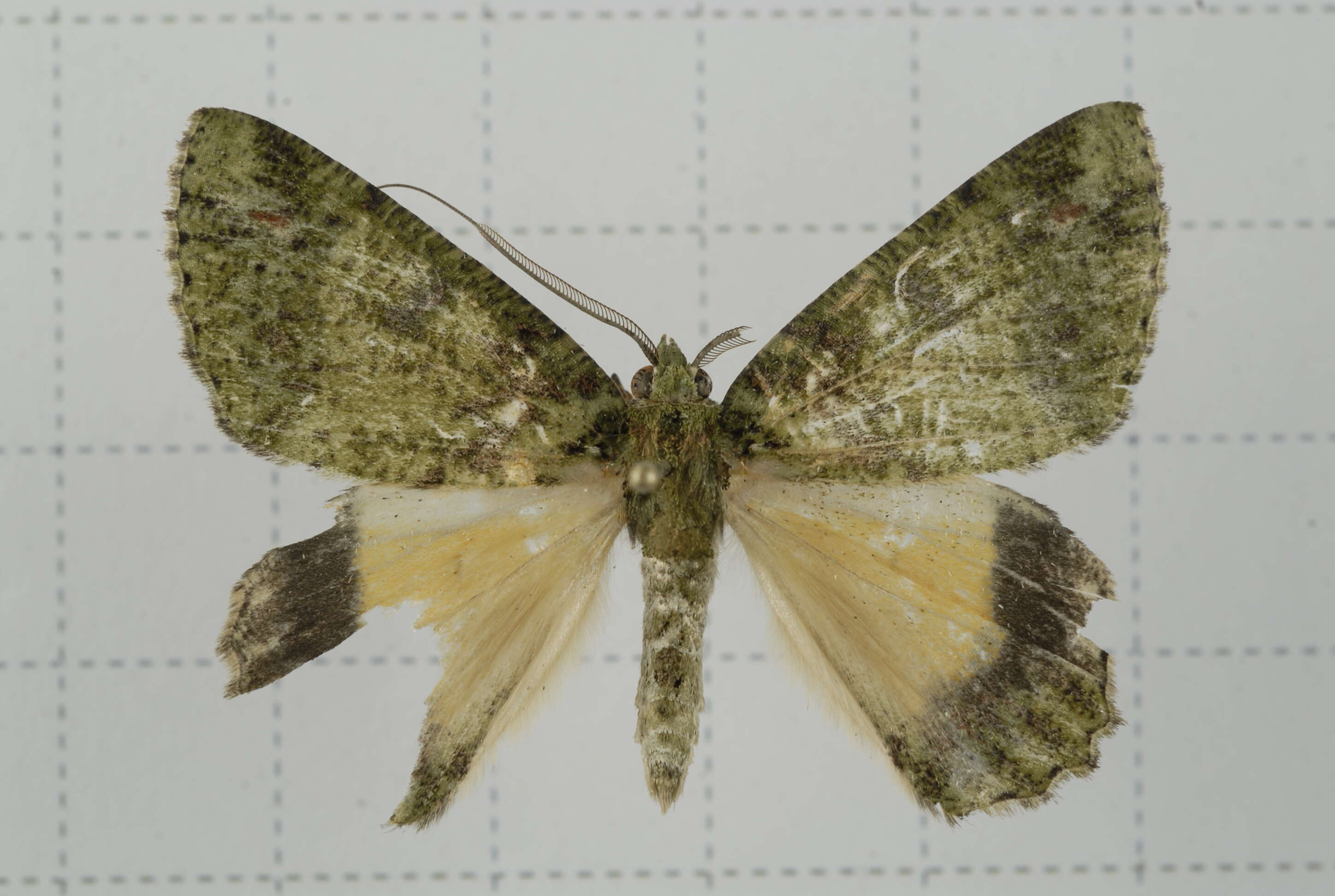 Image de Dindica polyphaenaria Guenée 1857