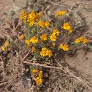 Image of Thymophylla tenuifolia (Cass.) Rydb.