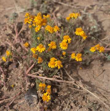 Image of Thymophylla tenuifolia (Cass.) Rydb.