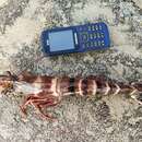 Image of Kuruma prawn