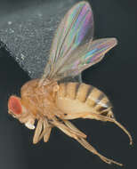 Image of fruit fly