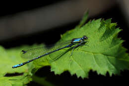 Image of Antiagrion grinbergsi Jurzitza 1974