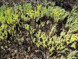 Imagem de Sedum nuttalianum Rafin.