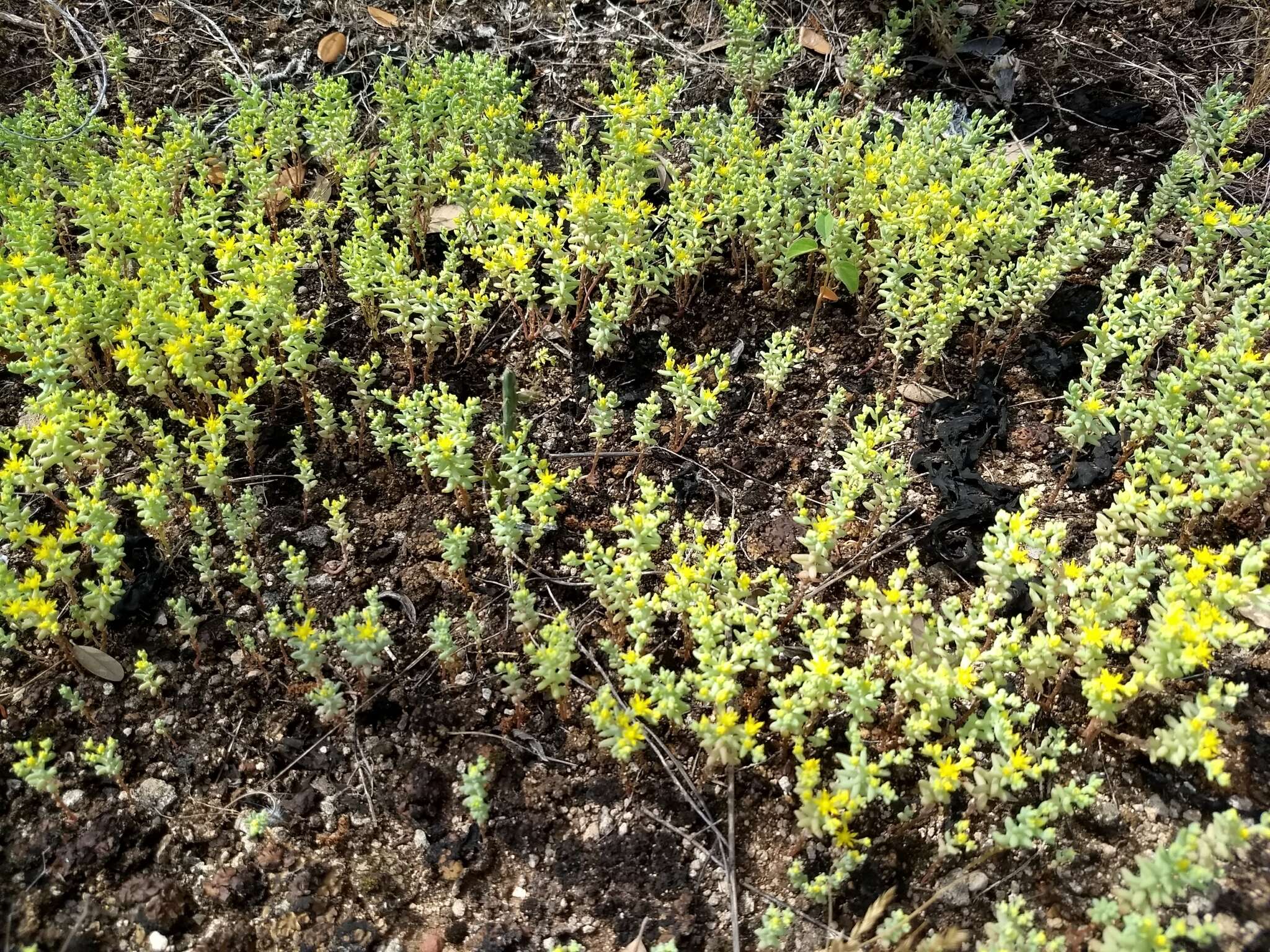 Imagem de Sedum nuttalianum Rafin.