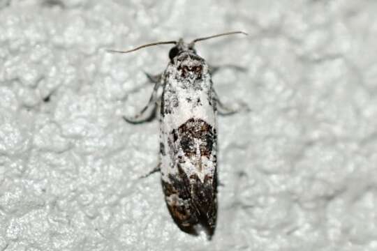 Image of Black-tipped Rudenia Moth