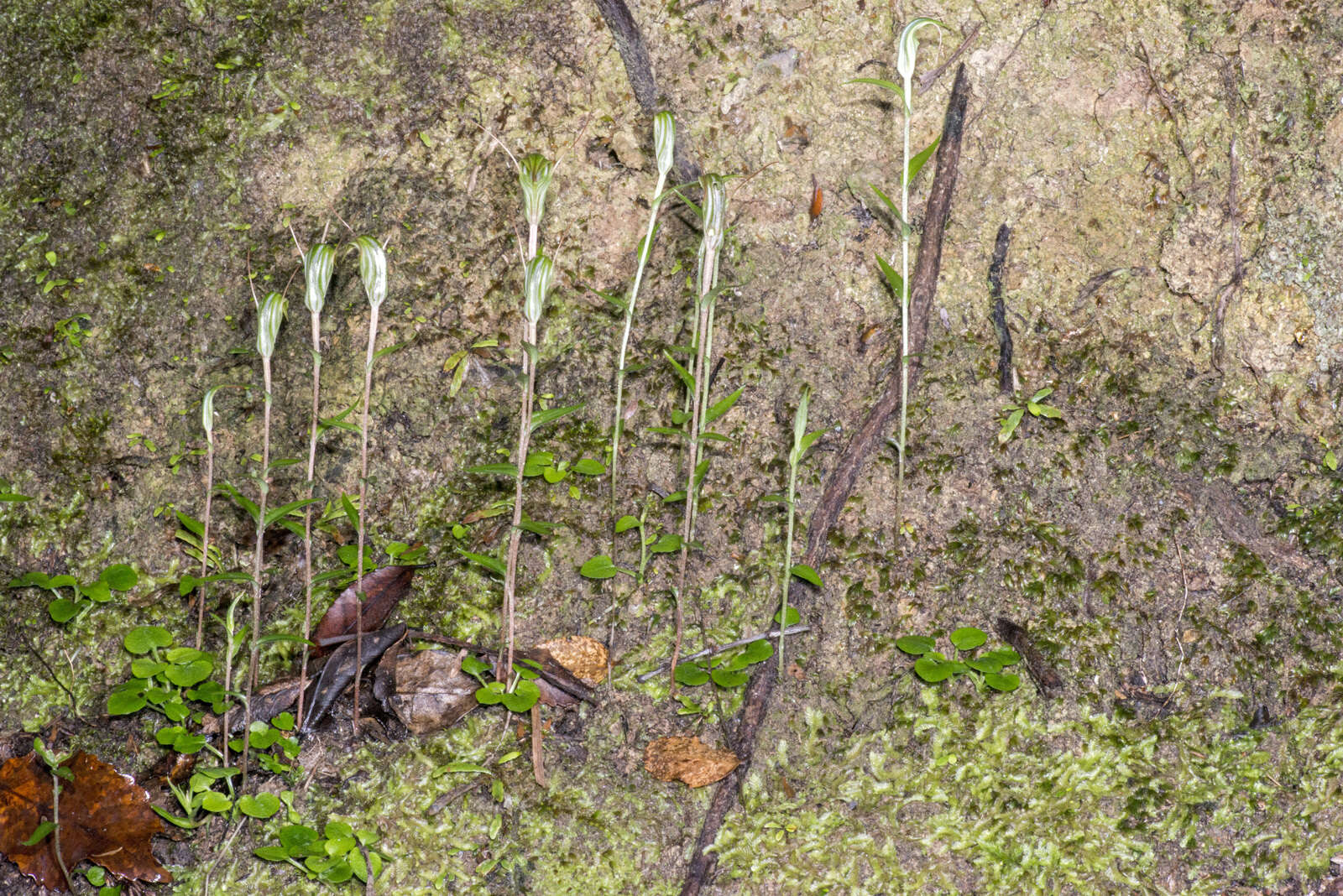 Image of Trowel leaved greenhood orchid