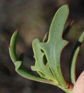 Image of Othonna quercifolia DC.