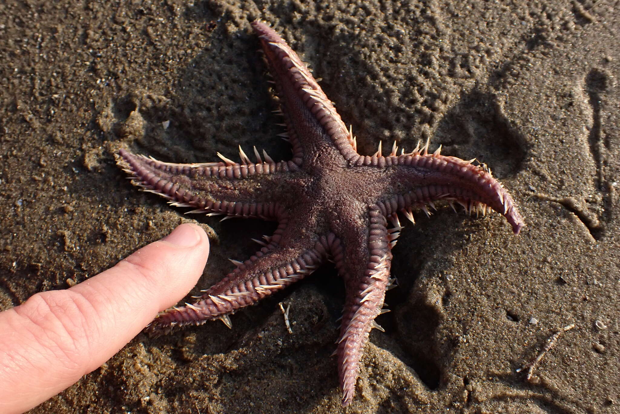 Image of Astropecten verrilli