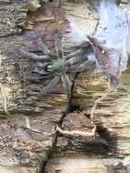 Image of Trinidad Chevron Tarantula