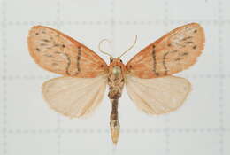 Image of Stigmatophora tridens Wileman 1910