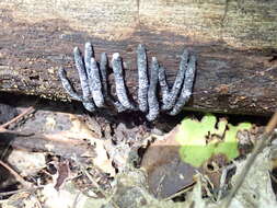 صورة Xylaria cornu-damae (Schwein.) Berk. 1873