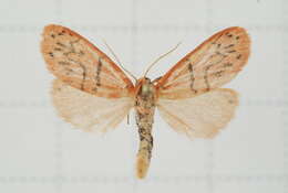 Image of Stigmatophora tridens Wileman 1910
