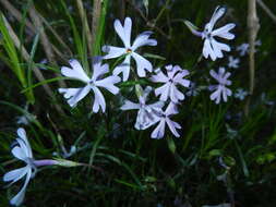 Imagem de Phlox bifida subsp. stellaria (A. Gray) Wherry